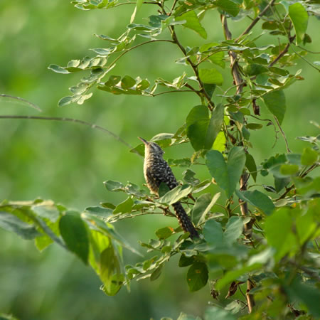 Fasciated Wren@(aFRW}T{e~\TUC@wFCampylorhynchus fasciatus) 