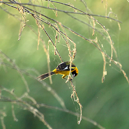 White-edged Oriole@(aF@ToNNhhL@wF@Icterus graceannae) 