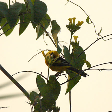 White-edged Oriole@(aF@ToNNhhL@wF@Icterus graceannae) 