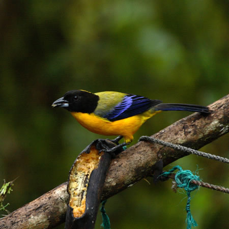 Black-chinned Mountain-Tanager@(aFNAStEL`E@wFAnisognathus notabilis) Blue-winged Mountain-Tanager@(aFAIol}tEL`E@wFAnisognathus somptyuosus)