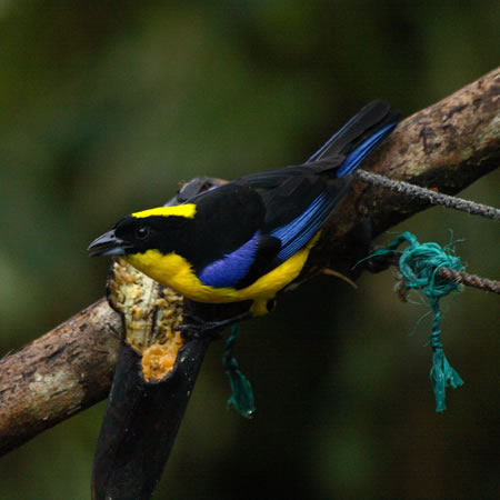 Blue-winged Mountain-Tanager@(aFAIol}tEL`E@wFAnisognathus somptyuosus)