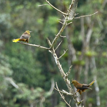 "Russet-backed Oropendola@(aFZAJIIcXh@wF@Psarocolius angustifrons)