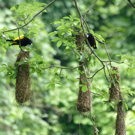 Yellow-rumped Cacique@(aFLSVcXh@wF@Cacique cela)