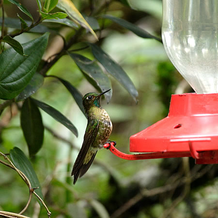 Tyrian Metaltail@(aFGhen`h@wFMetallura barani) 