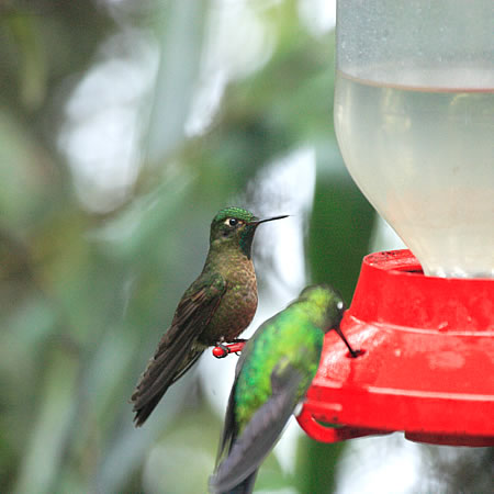 Tyrian Metaltail@(aFGhen`h@wFMetallura barani) 