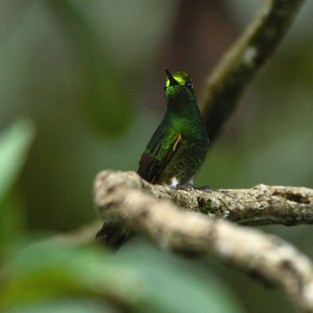 Buff-tailed Coronet@(aFt`In`h@wF@Boissonneaua flovescens) 