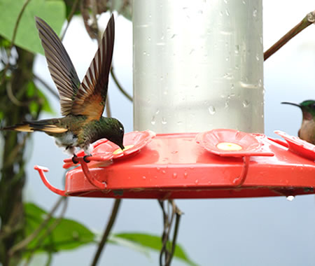 Buff-tailed Coronet@(aFt`In`h@wF@Boissonneaua flovescens) 