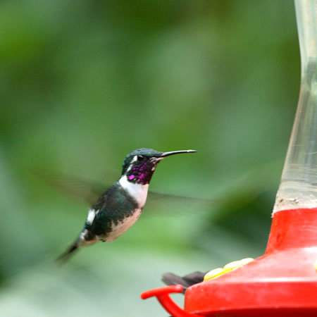 White-bellied Woodstar@(aFVn`rn`h@wFAcestrura mulsant) 