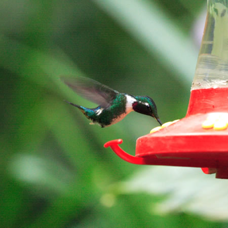 White-bellied Woodstar@(aFVn`rn`h@wFAcestrura mulsant) 