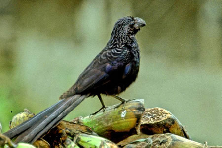 Smooth-billed Ani(IInV@JbRE)