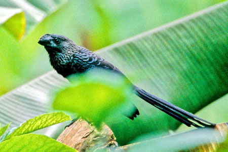 Smooth-billed Ani(IInV@JbRE)