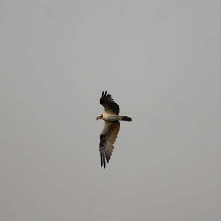 Osprey@(aF~TS wF Pandion haliaetus)