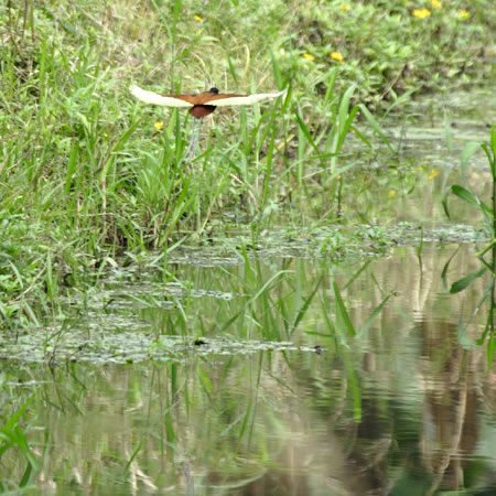 Wattled Jacana@(aFixCJN@wFJacana jacana) 