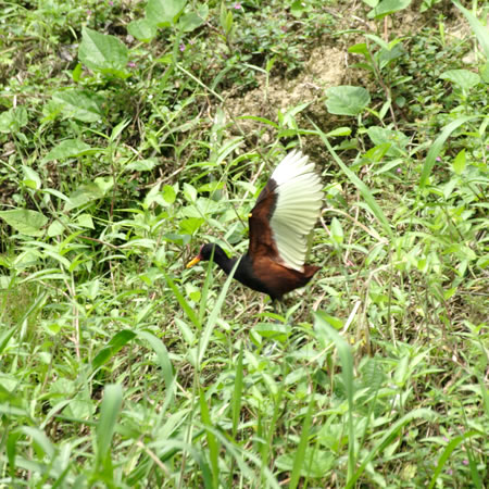 Wattled Jacana@(aFixCJN@wFJacana jacana) 