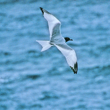 Swallow-tailed Gull@(aFAJJAGrJ@wFCreagrus furcatus)