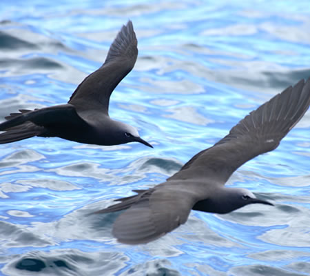 Galapagos Brown Noddy@(aFKpSXNAWTV@wFAnous stolidus galapagogensis)