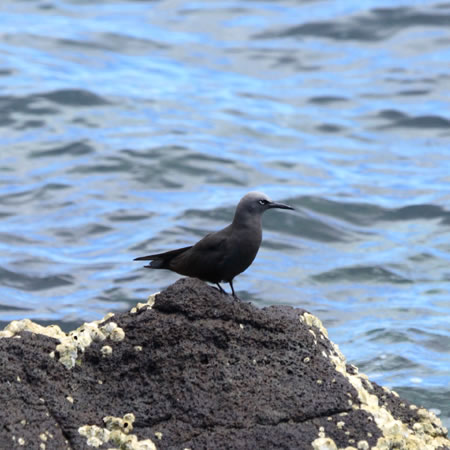 Galapagos Brown Noddy@(aFKpSXNAWTV@wFAnous stolidus galapagogensis)