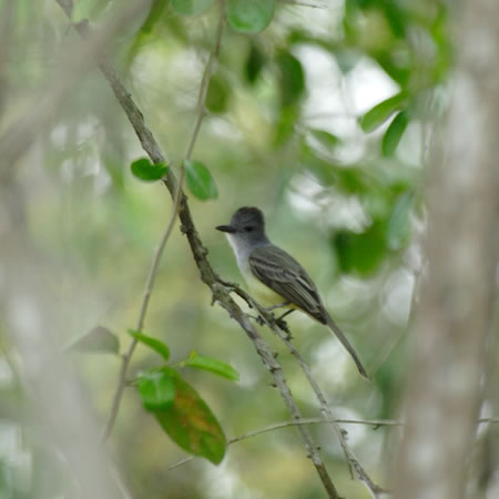 Sooty-crowned Flycatcher@(aFYOIIq^LhL@wFMyiarchus Phaeocephalus) 