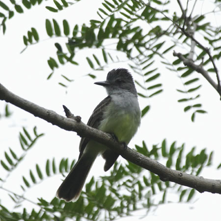 Sooty-crowned Flycatcher@(aFYOIIq^LhL@wFMyiarchus Phaeocephalus) 