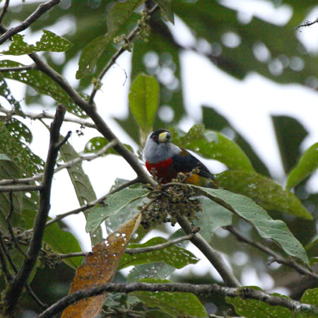 Toucan Barbet@(aFIInVSVLh@wFSemnornis ramphastinus) 