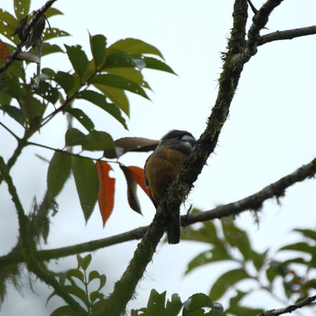 White-faced Nunbird@(aFVKIA}h@wFHaploptilla castanea) 