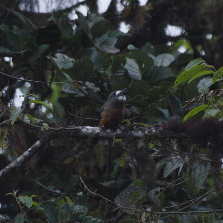 White-faced Nunbird@(aFVKIA}h@wFHaploptilla castanea) 