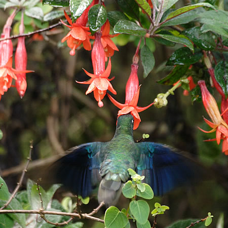 Great-sapphirewing@(aFoln`h@wFPterophanes cyanopterus) 