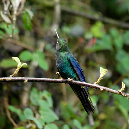 Great-sapphirewing@(aFoln`h@wFPterophanes cyanopterus) 