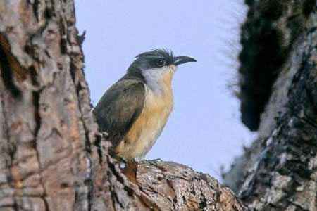 Dark-Billed Cuckoo(R~~OJbRE)