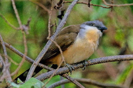 Dark-Billed Cuckoo(R~~OJbRE)