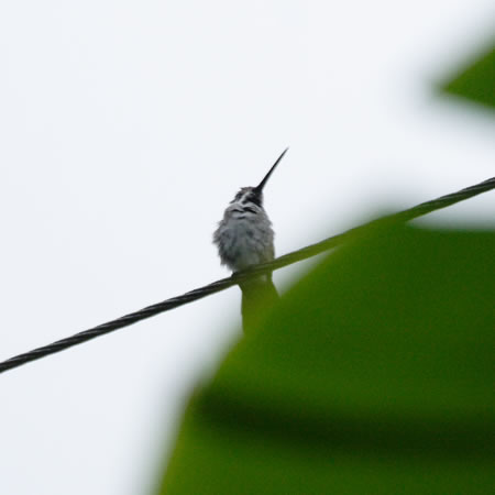 Long-billed Starthroat@(aFnViKn`h@wFHeliomaster longirostris)