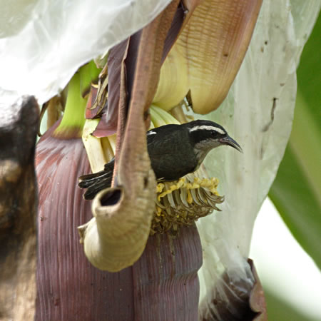 Bananaquit@(aF}~W~ch@wFCoereba flaveola) 