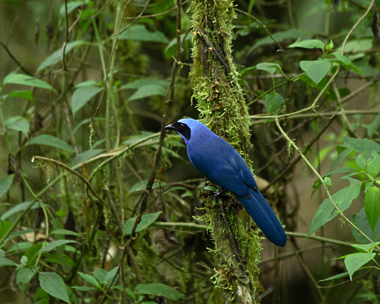 Turquoise Jay@(aFWYJPAIJPX@wFCyanolyca turcosa) 