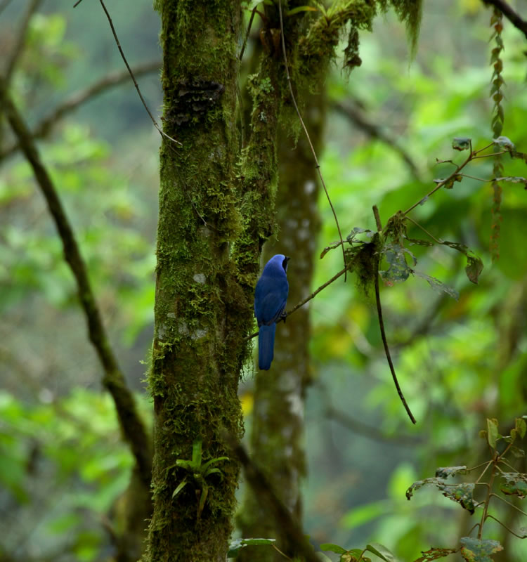 Turquoise Jay@(aFWYJPAIJPX@wFCyanolyca turcosa) 