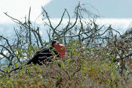 Magnificent Frigatebird