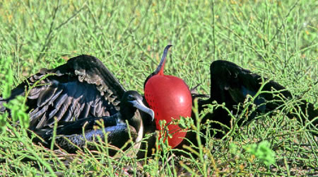 Magnificent Frigatebird