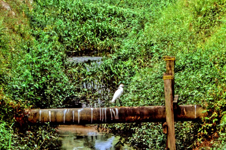 Snowy Egret(LRTM)