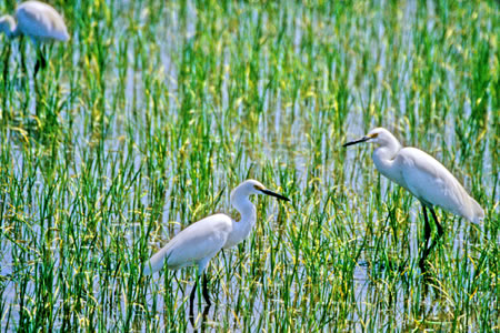 Snowy Egret(LRTM)