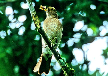 Ecuador Thrush(GNAh[EcO~)