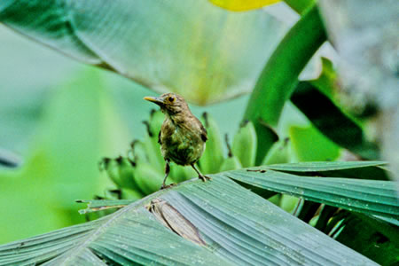 Ecuador Thrush(GNAh[EcO~)