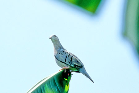 Blue Ground-Dove(\C@ALog)