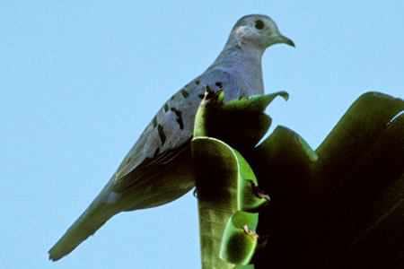 Blue Ground-Dove(\C@ALog)