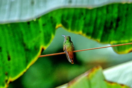 Rufous-Tailed Hummingbird(nCoEGhEn`h)