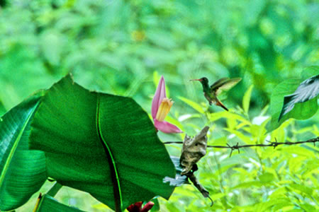 Rufous-Tailed Hummingbird(nCoEGhEn`h)