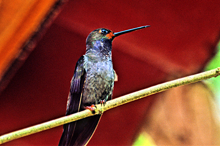 White-Tailed Hillster(lEn`h)