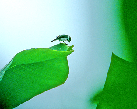 Variable Seedeater (JqE\)