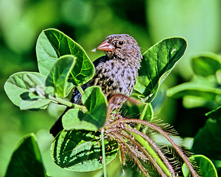 Tree Finch (nVugE_[EBEtB`)