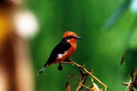 Vermillion Flycatcher(xj^C`EEg^C)