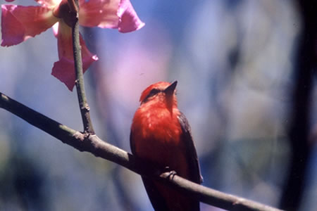 Vermillion Flycatcher(xj^C`EEg^C)