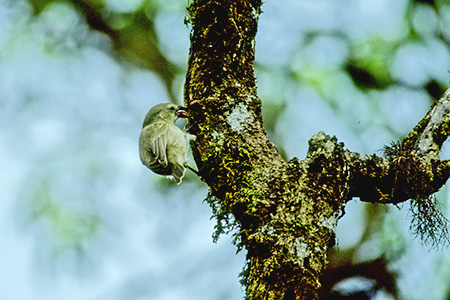 Woodpecker Finch(LccLEtB`)